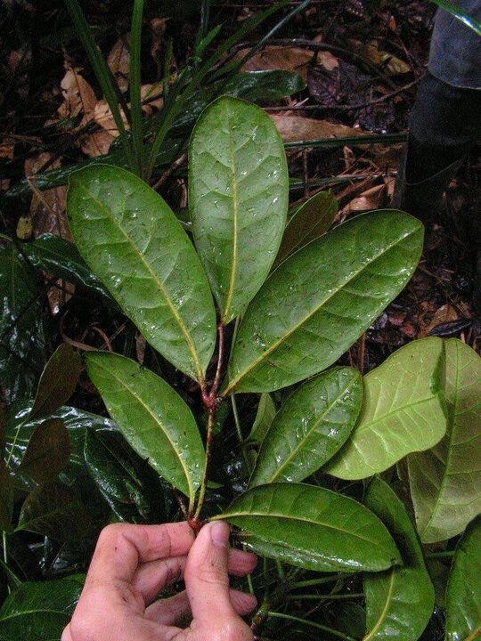 Unha infusión a base de follas de Catuaba aumenta a potencia antes do sexo