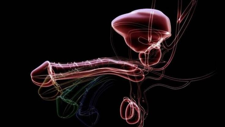 Por que os homes teñen a descarga cando están excitados e é normal